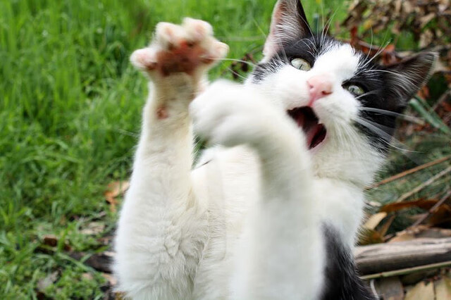 2024年混合团体世界杯:印度队如何抵挡顶级对手的攻势,2022世界杯印度