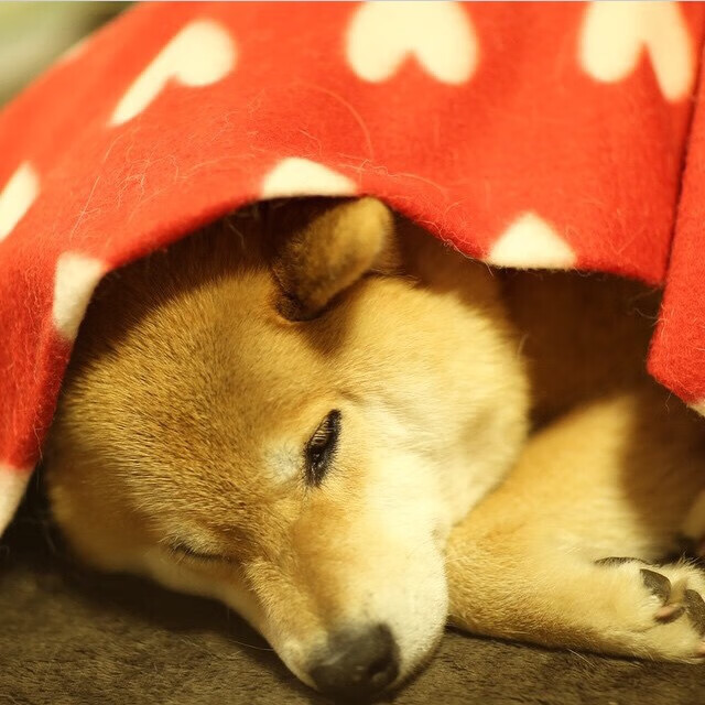 国家队备战缺乏分组模拟训练机制,国家队备战训练标语