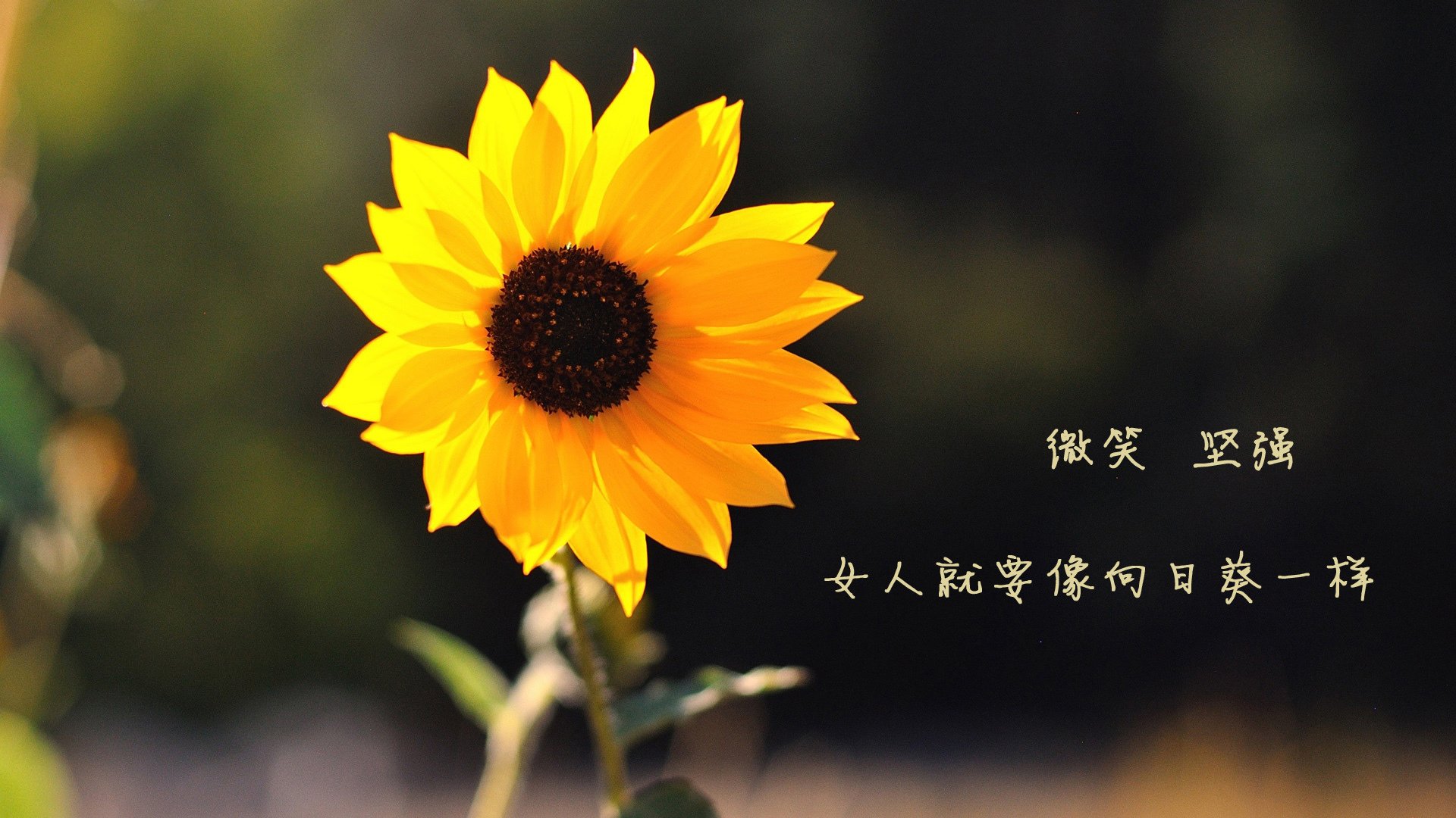 城市马拉松赛首次结合文旅夜跑系列项目,城市马拉松活动策划方案