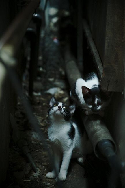 女子中长距离表现持续上扬,女子中长跑有哪些项目