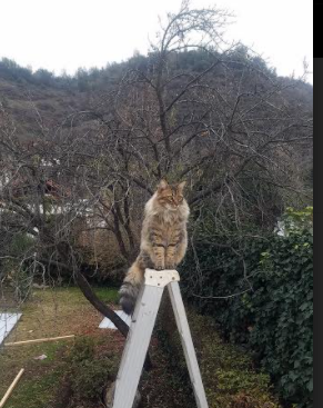 华体会app-接力战术布置合理 美队轻松应战，美国队接力重赛