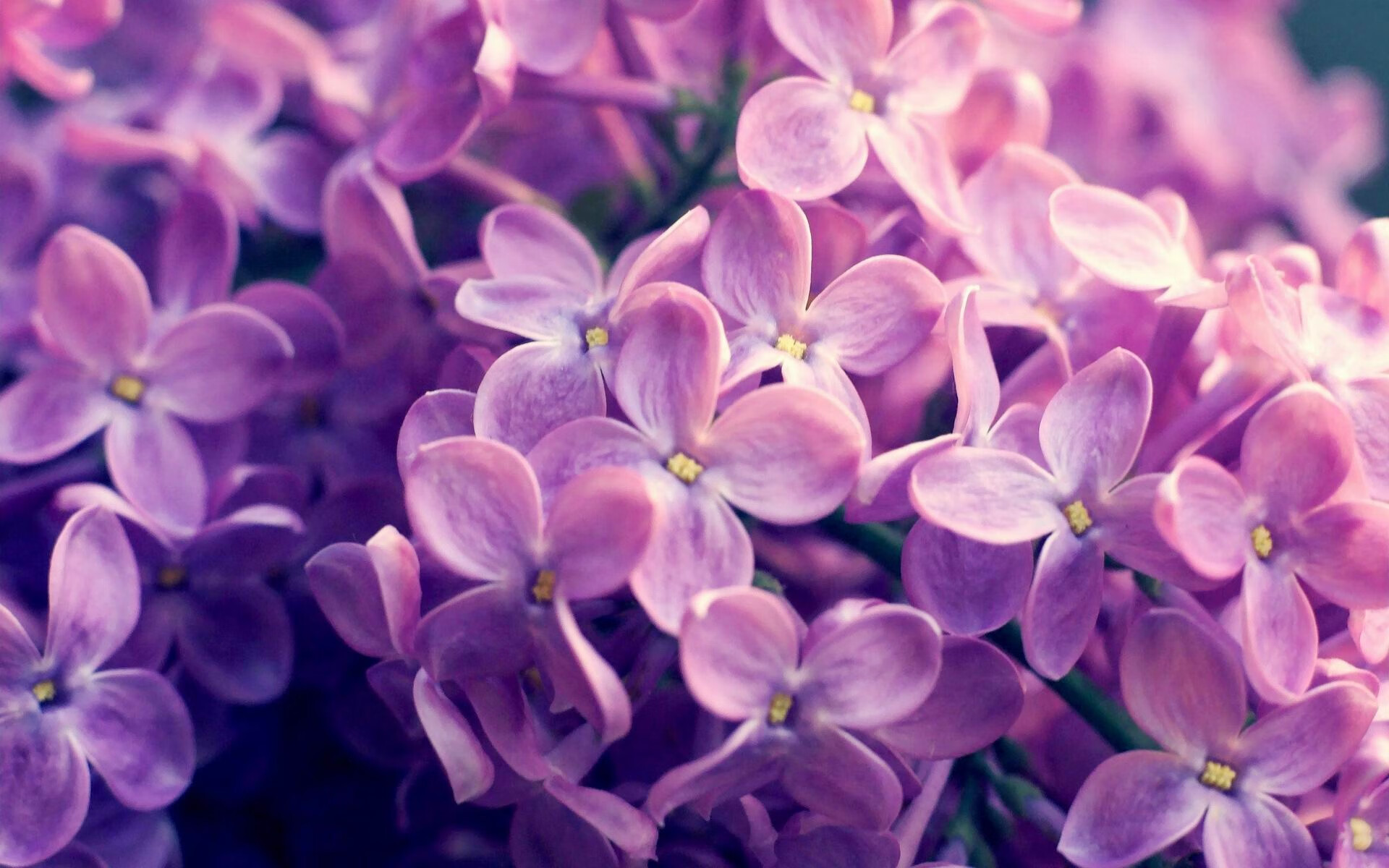 浙江雄狮高效进攻策略获得联赛认可,浙江雄狮服务队