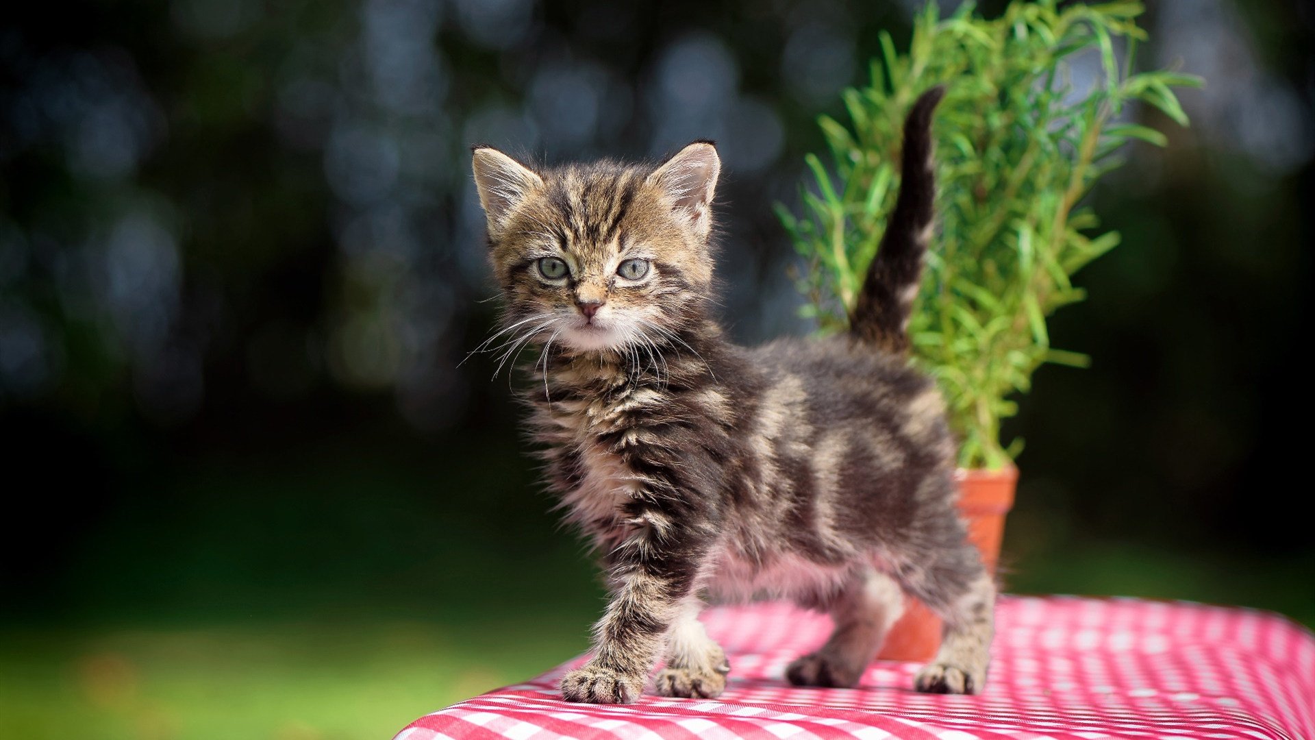 华体会在线-中国女子4×200米自由泳接力决赛摘铜，女子4×200米自由泳接力决赛视频央视网