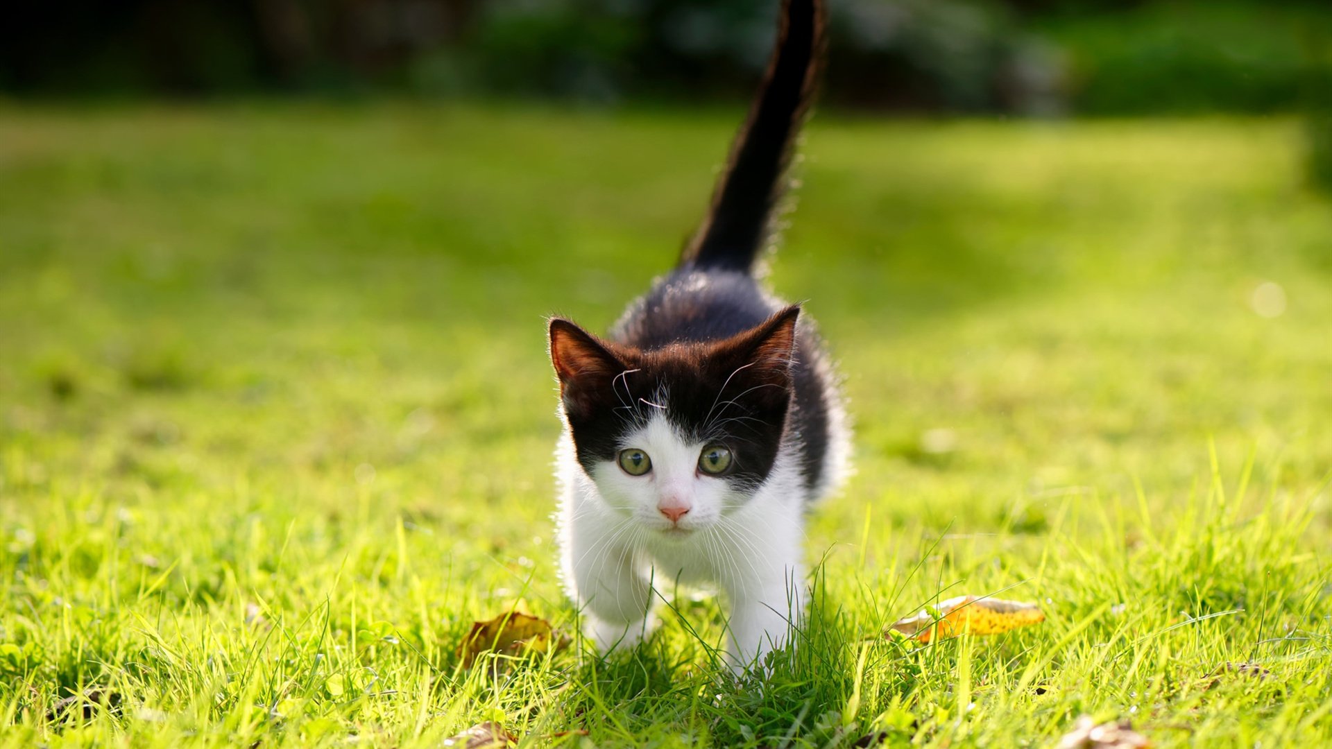 巴黎圣日耳曼稳步跻身榜首,豪取多连胜