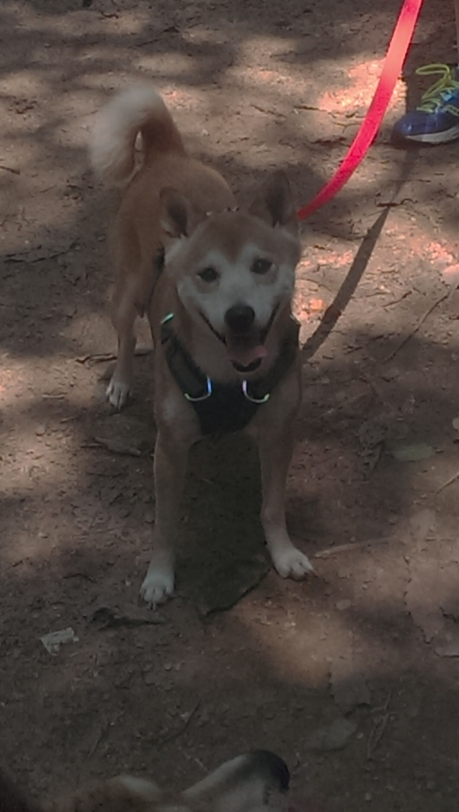 法甲中场狂欢:传球、突破、射门的精彩表现,法甲中场狂欢_传球,突破,射门的精彩表现是什么