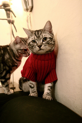 自由泳冲刺波兰保持领先节奏,自由泳冲刺技巧