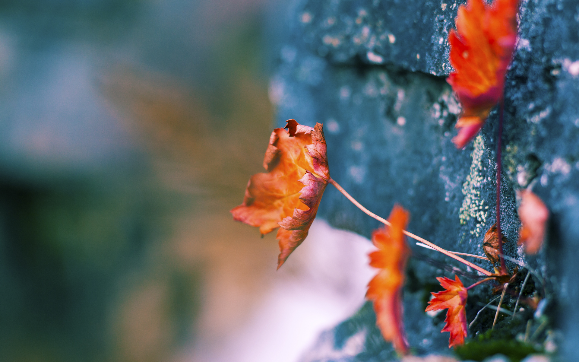 自由泳冲刺波兰保持领先节奏,自由泳冲刺技巧