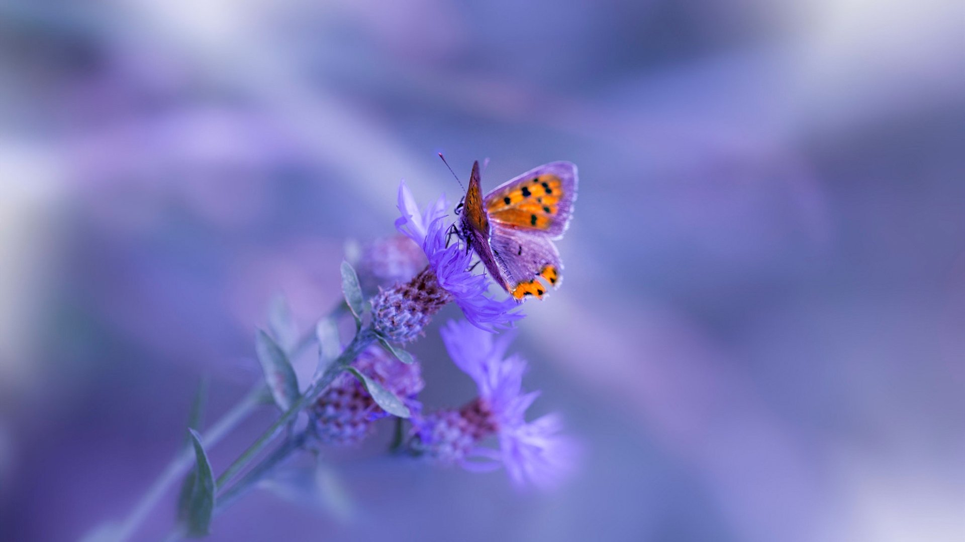 中国足球联赛开展多样化赛事主题活动，中国足球联赛开展多样化赛事主题活动有哪些